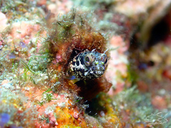 Bluntspine Blenny photo 1