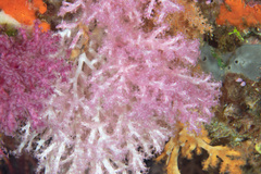 Chironephthya