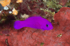 Magneta Dottyback photo 1