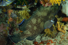 Epinephelus ongus