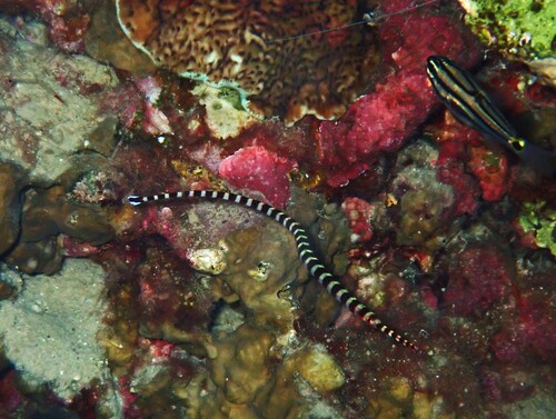 Broad-banded pipefish (Dunckerocampus boylei) — Syngnathidae — 5