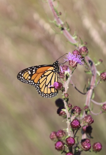 Migratory Monarch photographed in Wyoming