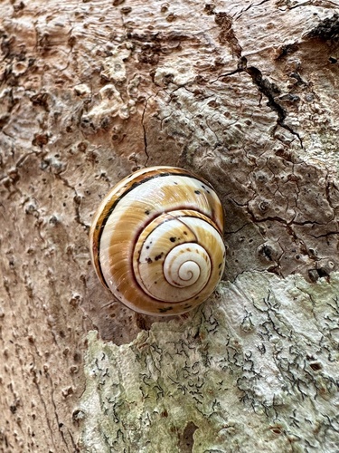 Polymita muscarum