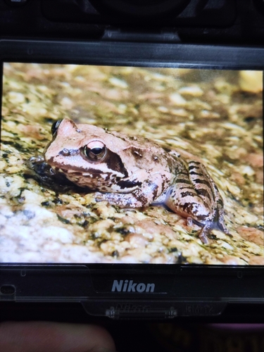 Taihang Brown Frog