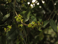 Xylosma spiculifera
