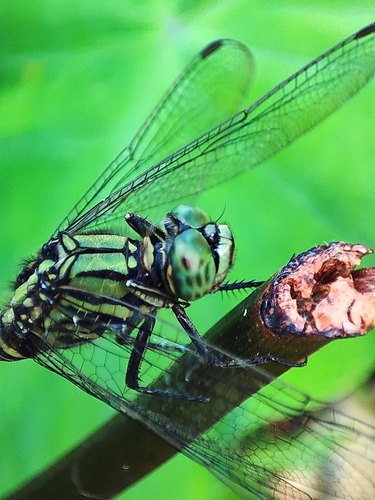 Slender Skimmer, 42XG+HM Paddy fields, Kumarghat, Tripura 799264, India, photo 6 of 10