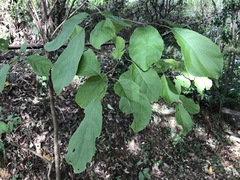 Ehretia acuminata