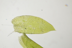 Plagiothecium laetum