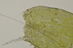 Plagiothecium laetum