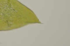 Plagiothecium laetum