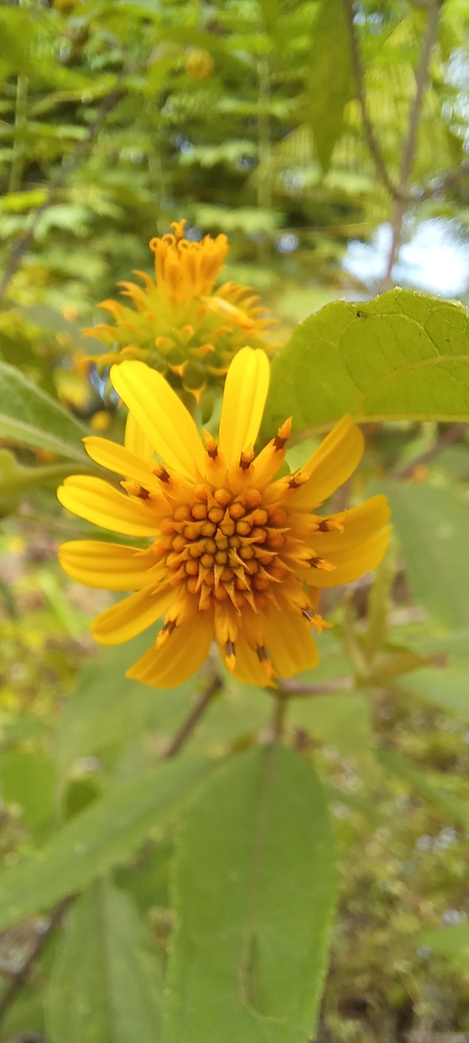 Tilesia baccata