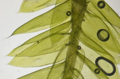 Plagiothecium laetum