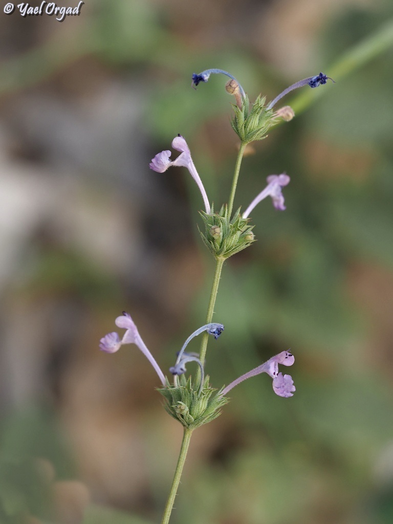 Nepeta glomerata