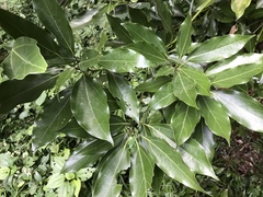 Neolitsea sericea