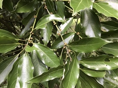 Neolitsea sericea