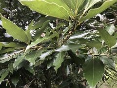 Neolitsea sericea