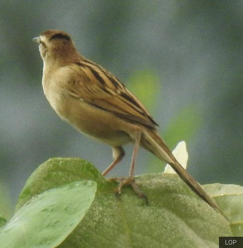Striated Grassbird (Megalurus palustris), photo 7
