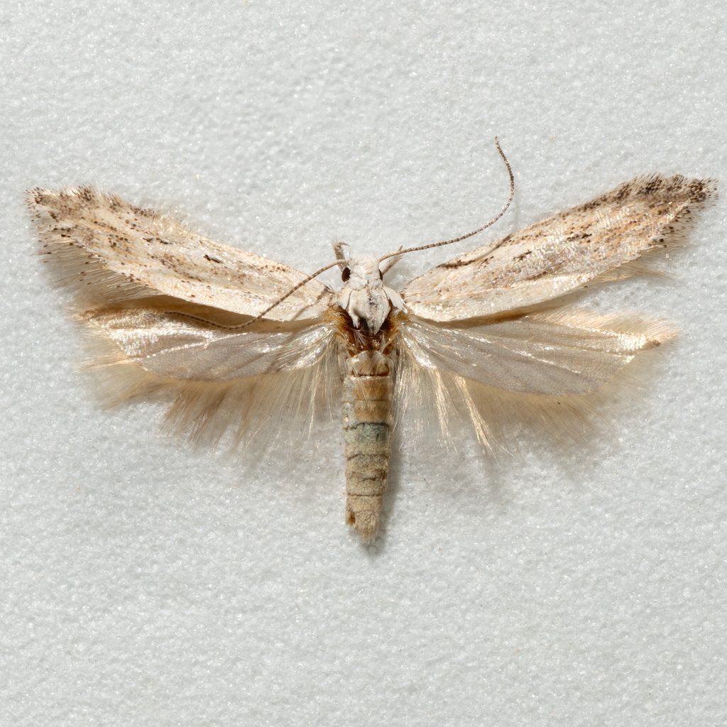 Scrobipalpopsis arnicella