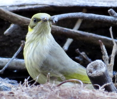 Ptilotula plumula