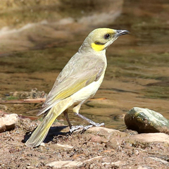 Ptilotula plumula