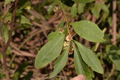Dodonaea triquetra