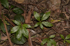 Cissus sterculiifolia