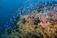 Luzonichthys waitei