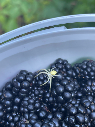 Goldenrod Crab Spider