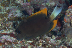 Ctenochaetus tominiensis