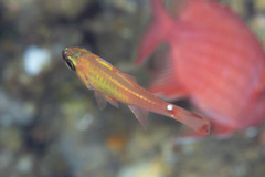 Ostorhinchus dispar