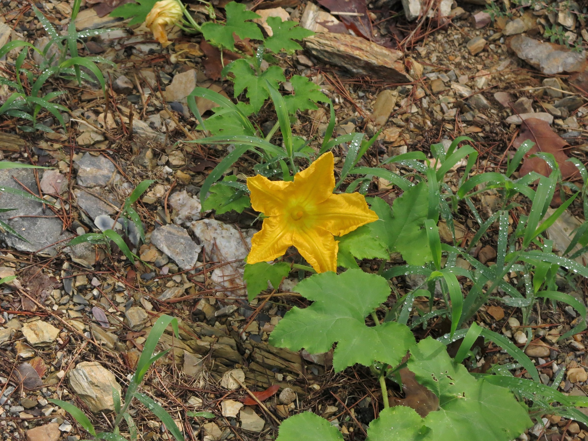 Cucurbita melopepo