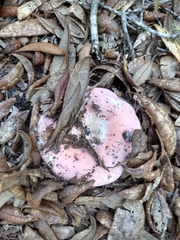 Russula hixsonii