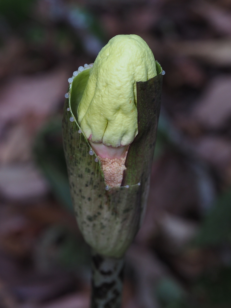 Amorphophallus kachinensis