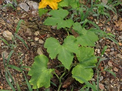 Cucurbita melopepo