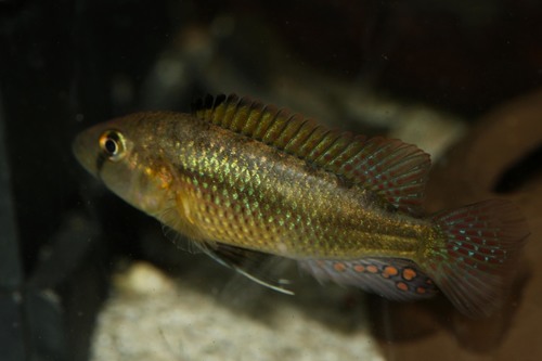 Astatotilapia tweddlei · iNaturalist