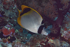 Chaetodon oxycephalus