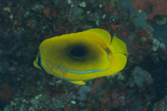 Chaetodon bennetti