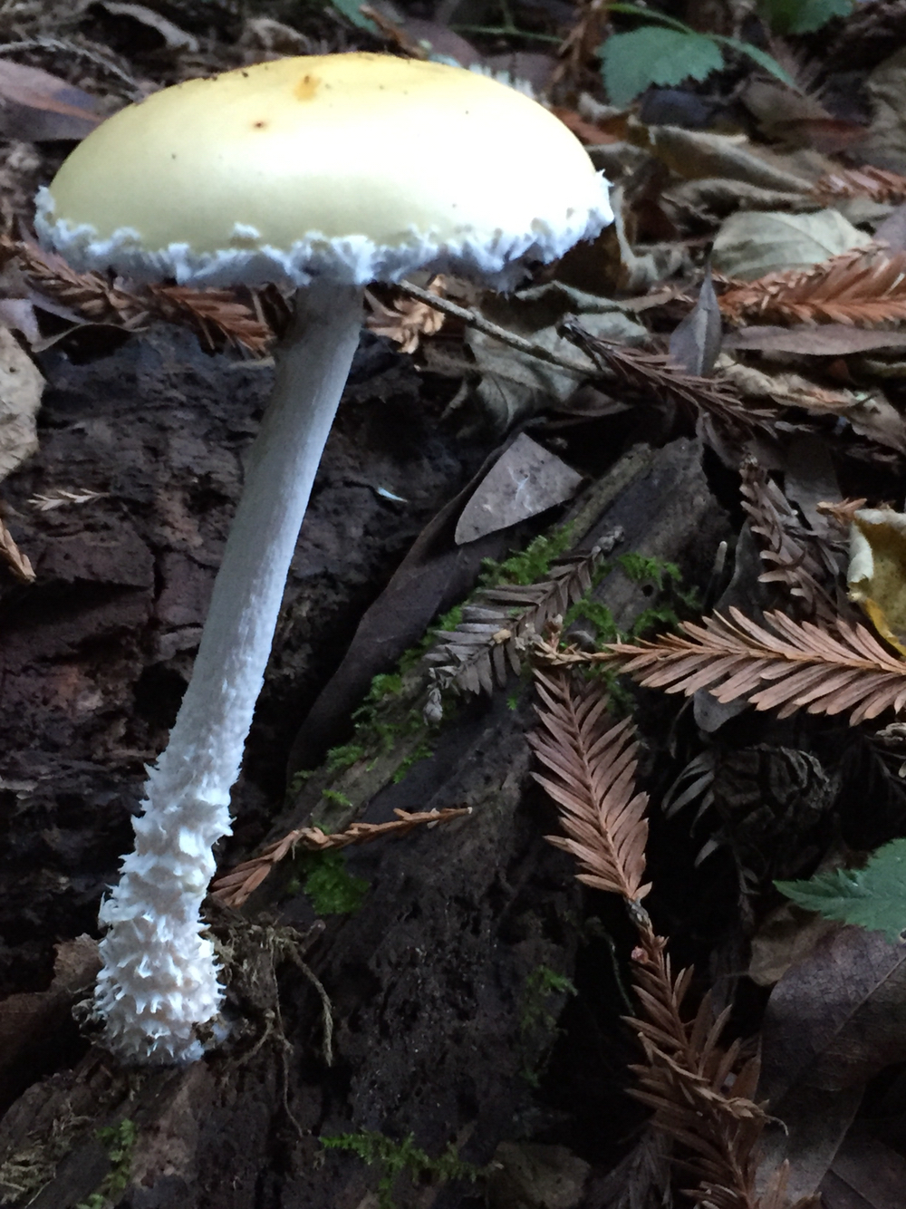 Stropharia ambigua image