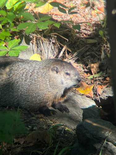 Groundhog