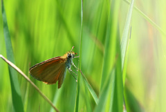 Ancyloxypha nitedula