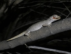 Strophurus ciliaris