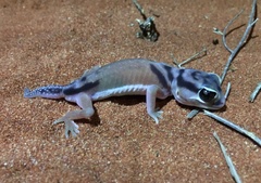 Nephrurus laevissimus