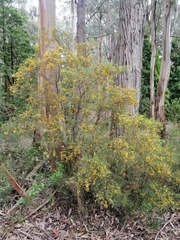 Pultenaea juniperina