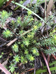 Acrotriche serrulata