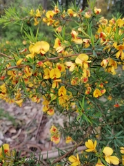 Pultenaea juniperina