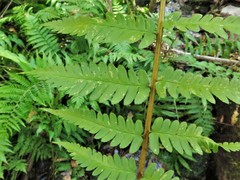Dryopteris celsa