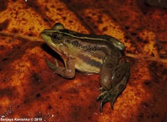 Euphlyctis hexadactyla