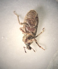 Listroderes difficilis