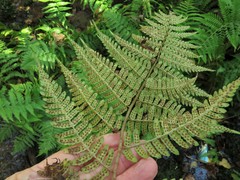 Dryopteris celsa