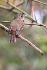 Muscicapa muttui